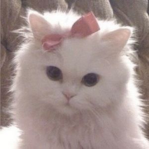 Meet your Posher, Lillian